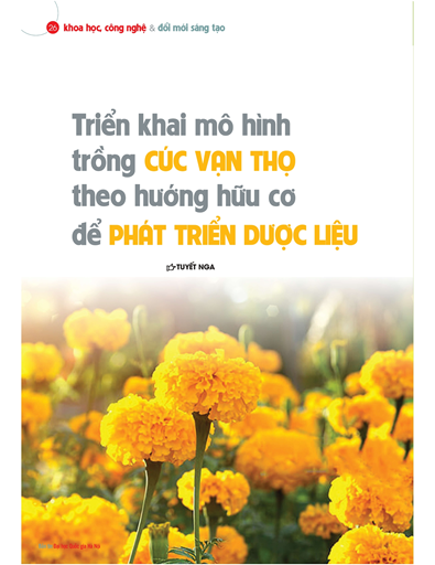 Hành trình gieo mầm dược liệu từ cúc vạn thọ